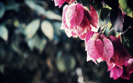 Tree with red leaves from Chrome web store to be run with OffiDocs Chromium online Tree with red leaves from Chrome web store to be run with OffiDocs Chromium online