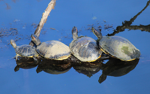 Turtles by the lake from Chrome web store to be run with OffiDocs Chromium online Turtles by the lake from Chrome web store to be run with OffiDocs Chromium online