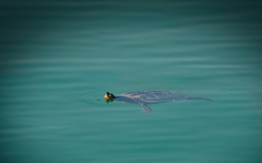 Turtle swimming in the lake from Chrome web store to be run with OffiDocs Chromium online Turtle swimming in the lake from Chrome web store to be run with OffiDocs Chromium online