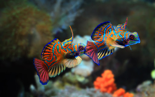 Two colorful mandarin fish are facing each other. from Chrome web store to be run with OffiDocs Chromium online Two colorful mandarin fish are facing each other. from Chrome web store to be run with OffiDocs Chromium online