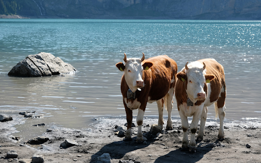 Two cows on the river from Chrome web store to be run with OffiDocs Chromium online Two cows on the river from Chrome web store to be run with OffiDocs Chromium online