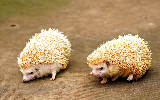 Two cream colored hedgehogs from Chrome web store to be run with OffiDocs Chromium online Two cream colored hedgehogs from Chrome web store to be run with OffiDocs Chromium online