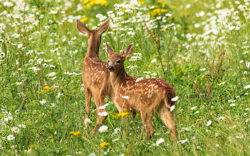 Two Deer in the Forest of Flowers from Chrome web store to be run with OffiDocs Chromium online Two Deer in the Forest of Flowers from Chrome web store to be run with OffiDocs Chromium online