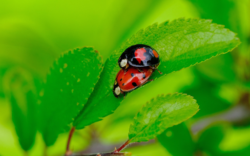 Two different colored beetles from Chrome web store to be run with OffiDocs Chromium online Two different colored beetles from Chrome web store to be run with OffiDocs Chromium online