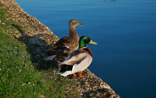 Two Ducks by the Lake from Chrome web store to be run with OffiDocs Chromium online Two Ducks by the Lake from Chrome web store to be run with OffiDocs Chromium online