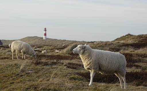 Two fat sheep from Chrome web store to be run with OffiDocs Chromium online Two fat sheep from Chrome web store to be run with OffiDocs Chromium online