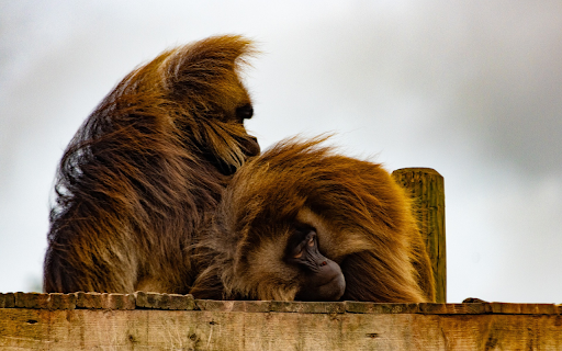 Two furry monkey from Chrome web store to be run with OffiDocs Chromium online Two furry monkey from Chrome web store to be run with OffiDocs Chromium online