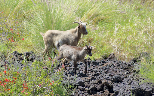 Two Goats on the Grass from Chrome web store to be run with OffiDocs Chromium online Two Goats on the Grass from Chrome web store to be run with OffiDocs Chromium online