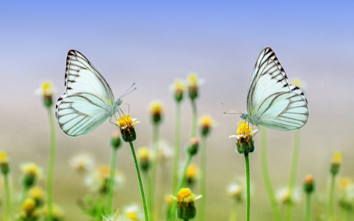 Two Green Butterflies on Flower Branch Theme from Chrome web store to be run with OffiDocs Chromium online Two Green Butterflies on Flower Branch Theme from Chrome web store to be run with OffiDocs Chromium online