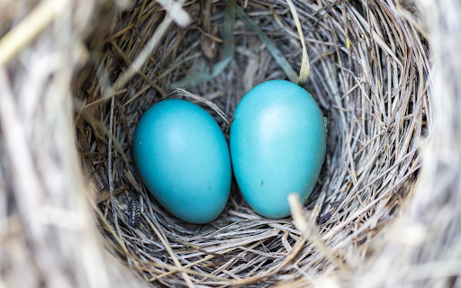 Two green eggs from Chrome web store to be run with OffiDocs Chromium online Two green eggs from Chrome web store to be run with OffiDocs Chromium online