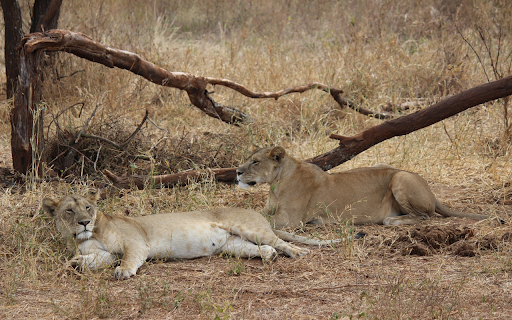 Two Lions Under the Tree from Chrome web store to be run with OffiDocs Chromium online Two Lions Under the Tree from Chrome web store to be run with OffiDocs Chromium online