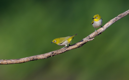 Two little birds from Chrome web store to be run with OffiDocs Chromium online Two little birds from Chrome web store to be run with OffiDocs Chromium online