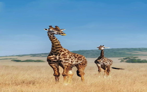 Two mother and baby giraffe wallpaper from Chrome web store to be run with OffiDocs Chromium online Two mother and baby giraffe wallpaper from Chrome web store to be run with OffiDocs Chromium online