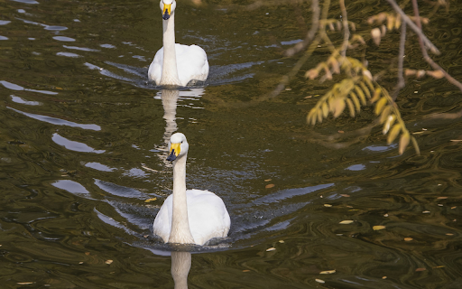 Two yellow beaked swans from Chrome web store to be run with OffiDocs Chromium online Two yellow beaked swans from Chrome web store to be run with OffiDocs Chromium online