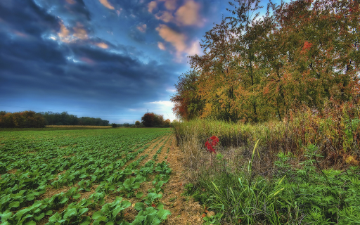 Vegetable field from Chrome web store to be run with OffiDocs Chromium online Vegetable field from Chrome web store to be run with OffiDocs Chromium online