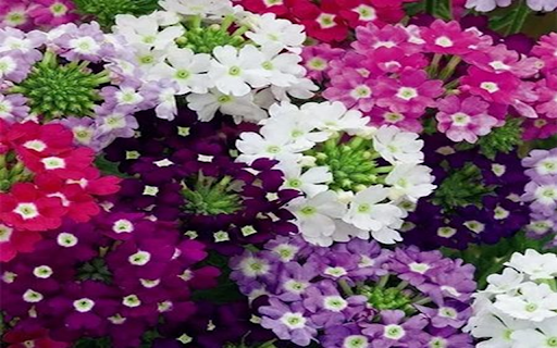 Verbena wallpaper from Chrome web store to be run with OffiDocs Chromium online Verbena wallpaper from Chrome web store to be run with OffiDocs Chromium online