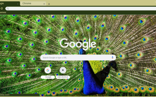 Vibrant Peacock Feathers from Chrome web store to be run with OffiDocs Chromium online Vibrant Peacock Feathers from Chrome web store to be run with OffiDocs Chromium online