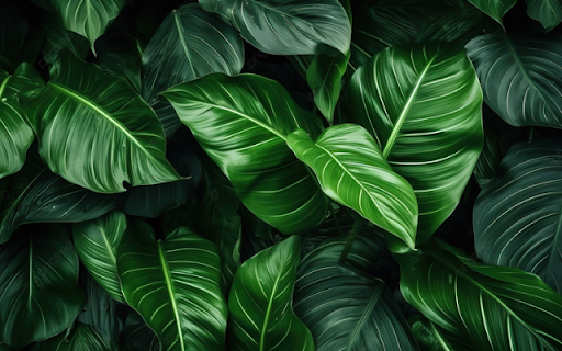 Vibrant Tropical Leaves from Chrome web store to be run with OffiDocs Chromium online Vibrant Tropical Leaves from Chrome web store to be run with OffiDocs Chromium online