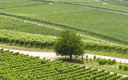 VINEYARD Theme from Chrome web store to be run with OffiDocs Chromium online VINEYARD Theme from Chrome web store to be run with OffiDocs Chromium online