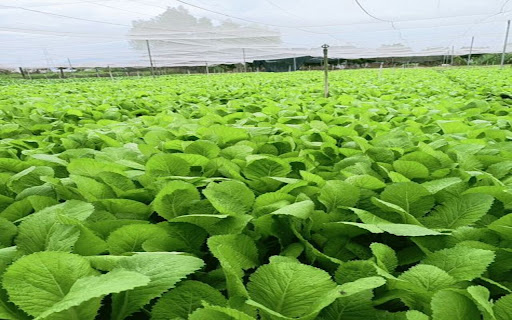 wallpaper of a green vegetable garden from Chrome web store to be run with OffiDocs Chromium online wallpaper of a green vegetable garden from Chrome web store to be run with OffiDocs Chromium online