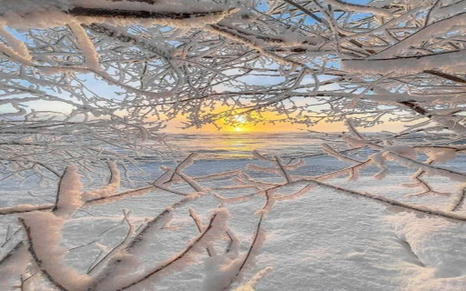 wallpaper of tree branches covered with white snow from Chrome web store to be run with OffiDocs Chromium online wallpaper of tree branches covered with white snow from Chrome web store to be run with OffiDocs Chromium online