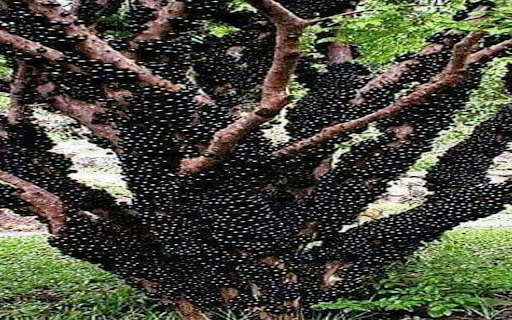 wallpaper tree with fruit growing on the trunk from Chrome web store to be run with OffiDocs Chromium online wallpaper tree with fruit growing on the trunk from Chrome web store to be run with OffiDocs Chromium online