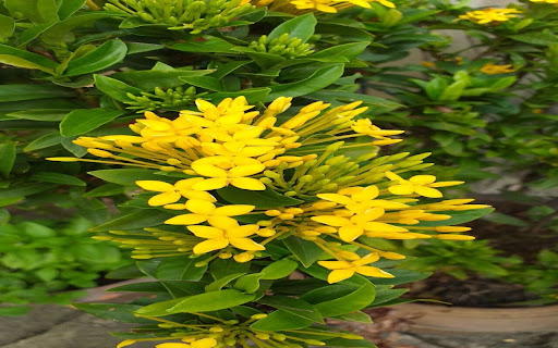 wallpaper tree with yellow flower cluster from Chrome web store to be run with OffiDocs Chromium online wallpaper tree with yellow flower cluster from Chrome web store to be run with OffiDocs Chromium online