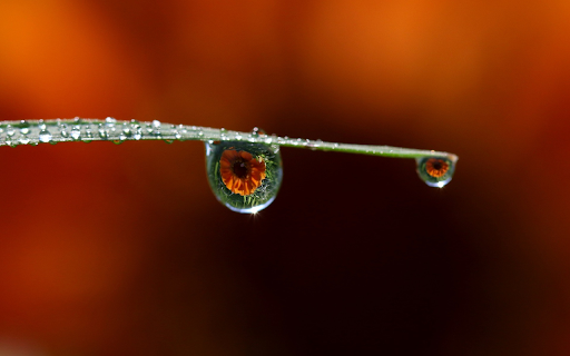 Water drops on leaves from Chrome web store to be run with OffiDocs Chromium online Water drops on leaves from Chrome web store to be run with OffiDocs Chromium online