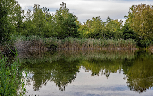 water grass forest from Chrome web store to be run with OffiDocs Chromium online water grass forest from Chrome web store to be run with OffiDocs Chromium online