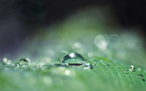 Water stagnant on banana leaves from Chrome web store to be run with OffiDocs Chromium online Water stagnant on banana leaves from Chrome web store to be run with OffiDocs Chromium online