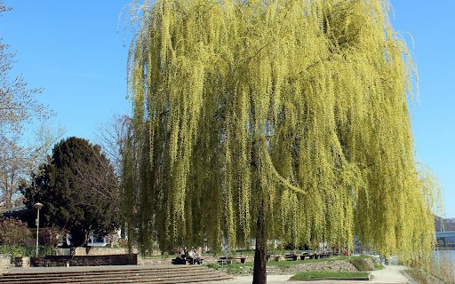 Weeping willow tree in the park from Chrome web store to be run with OffiDocs Chromium online Weeping willow tree in the park from Chrome web store to be run with OffiDocs Chromium online