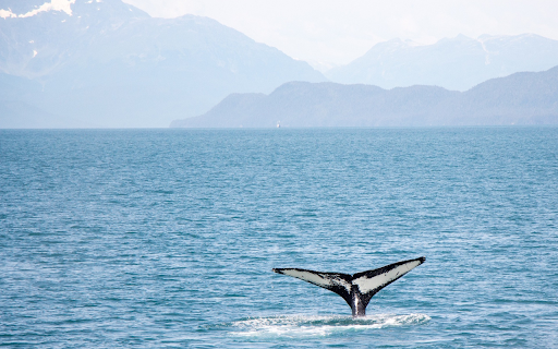Whale tail from Chrome web store to be run with OffiDocs Chromium online Whale tail from Chrome web store to be run with OffiDocs Chromium online