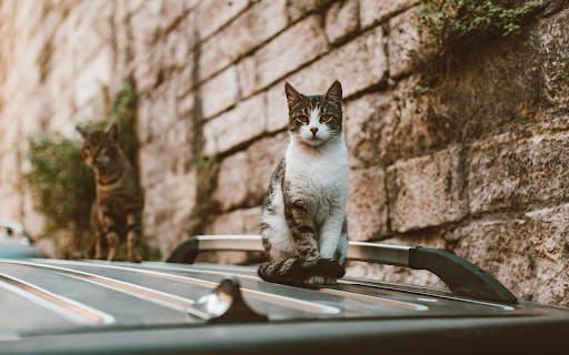 White and Black Tabby Cat on Top of Black Shiny Surface from Chrome web store to be run with OffiDocs Chromium online White and Black Tabby Cat on Top of Black Shiny Surface from Chrome web store to be run with OffiDocs Chromium online