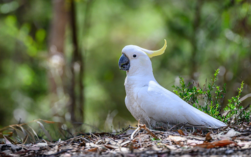 White bird and crest from Chrome web store to be run with OffiDocs Chromium online White bird and crest from Chrome web store to be run with OffiDocs Chromium online