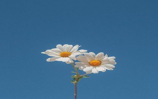 white daisy wallpaper from Chrome web store to be run with OffiDocs Chromium online white daisy wallpaper from Chrome web store to be run with OffiDocs Chromium online