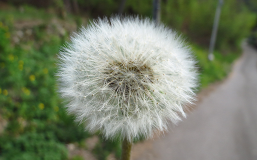 White dandelion flowers from Chrome web store to be run with OffiDocs Chromium online White dandelion flowers from Chrome web store to be run with OffiDocs Chromium online