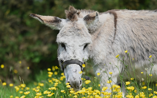 White Donkey from Chrome web store to be run with OffiDocs Chromium online White Donkey from Chrome web store to be run with OffiDocs Chromium online