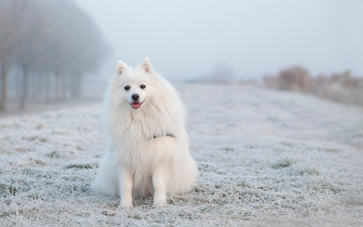 White fur dog from Chrome web store to be run with OffiDocs Chromium online White fur dog from Chrome web store to be run with OffiDocs Chromium online