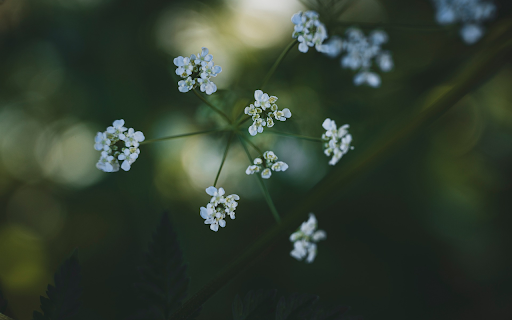 White grass flower branch from Chrome web store to be run with OffiDocs Chromium online White grass flower branch from Chrome web store to be run with OffiDocs Chromium online