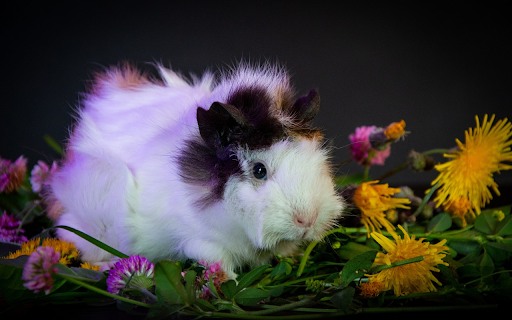 white hamster with brown spots from Chrome web store to be run with OffiDocs Chromium online white hamster with brown spots from Chrome web store to be run with OffiDocs Chromium online