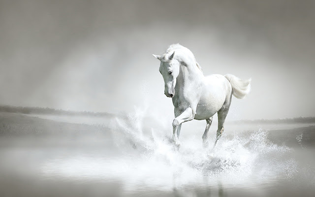 White Horse By RB Themes 1366X768 from Chrome web store to be run with OffiDocs Chromium online White Horse By RB Themes 1366X768 from Chrome web store to be run with OffiDocs Chromium online