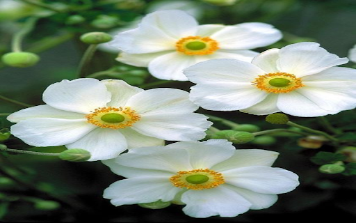White Japanese Chrysanthemum Wallpaper from Chrome web store to be run with OffiDocs Chromium online White Japanese Chrysanthemum Wallpaper from Chrome web store to be run with OffiDocs Chromium online