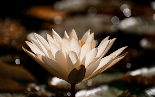 White lotus from Chrome web store to be run with OffiDocs Chromium online White lotus from Chrome web store to be run with OffiDocs Chromium online
