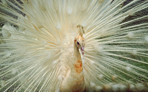 White peacock spreads its wings from Chrome web store to be run with OffiDocs Chromium online White peacock spreads its wings from Chrome web store to be run with OffiDocs Chromium online