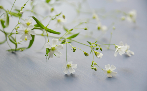 White Petaled Flower from Chrome web store to be run with OffiDocs Chromium online White Petaled Flower from Chrome web store to be run with OffiDocs Chromium online