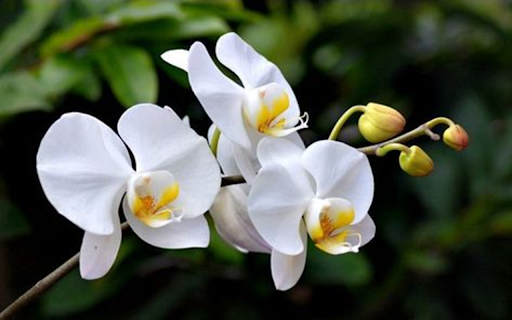 White Phalaenopsis Orchid Wallpaper from Chrome web store to be run with OffiDocs Chromium online White Phalaenopsis Orchid Wallpaper from Chrome web store to be run with OffiDocs Chromium online