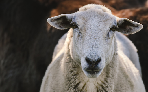 White Sheep Trimmed from Chrome web store to be run with OffiDocs Chromium online White Sheep Trimmed from Chrome web store to be run with OffiDocs Chromium online