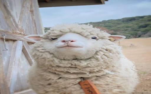 white sheep wallpaper from Chrome web store to be run with OffiDocs Chromium online white sheep wallpaper from Chrome web store to be run with OffiDocs Chromium online