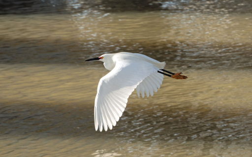 White Stork Flying from Chrome web store to be run with OffiDocs Chromium online White Stork Flying from Chrome web store to be run with OffiDocs Chromium online