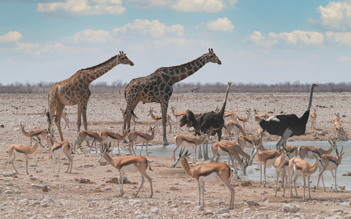 Wild animals from Chrome web store to be run with OffiDocs Chromium online Wild animals from Chrome web store to be run with OffiDocs Chromium online